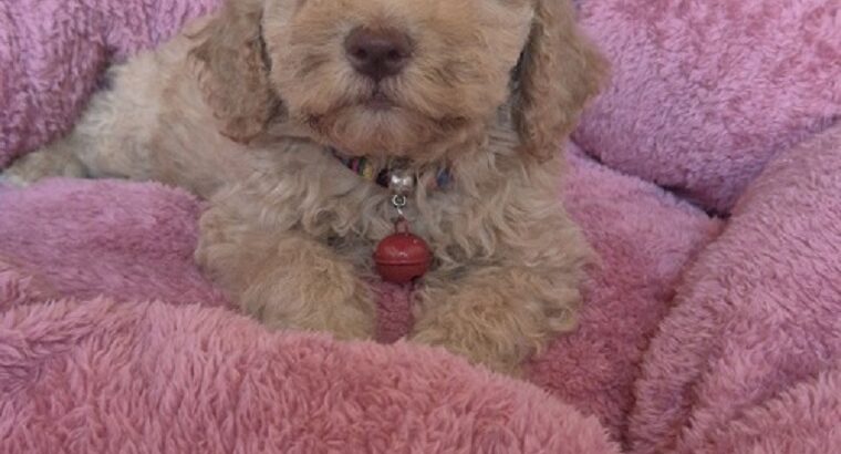Labradoodle F1b preslatki štenci