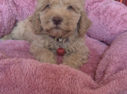 Labradoodle F1b preslatki štenci