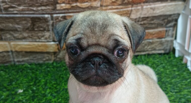 Mops žensko štene 
