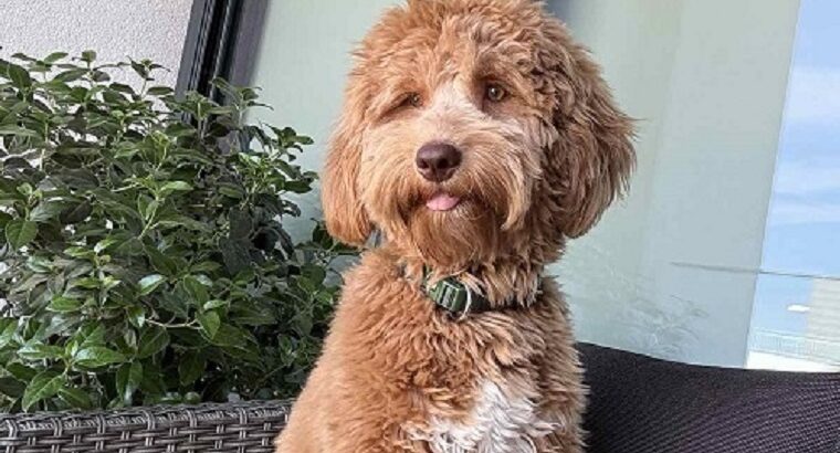 Labradoodle F1b preslatki štenci
