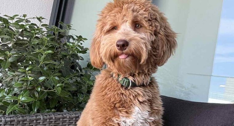 Labradoodle F1b preslatki štenci