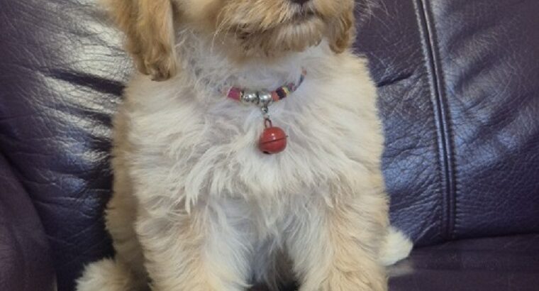 Labradoodle F1b preslatki štenci