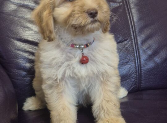 Labradoodle F1b preslatki štenci