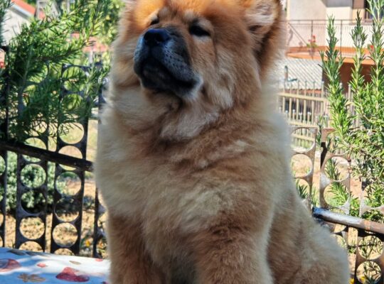 Chow chow crveni štenci