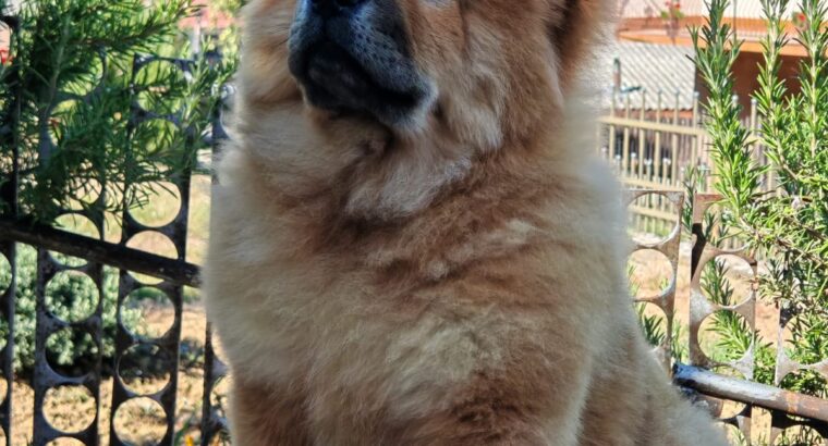 Chow chow crveni štenci