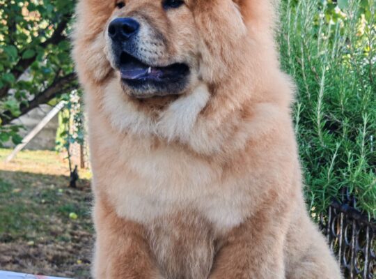 Chow chow crveni štenci