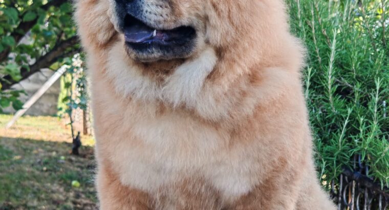 Chow chow crveni štenci