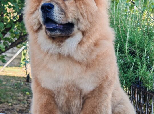 Chow chow crveni štenci