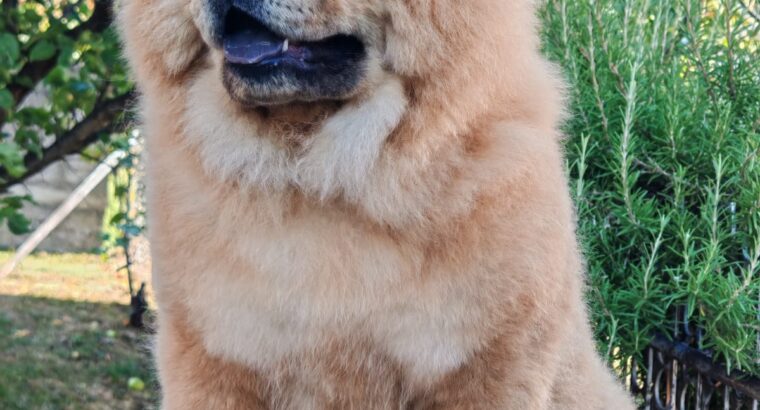 Chow chow crveni štenci