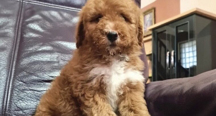 Labradoodle F1b preslatki štenci