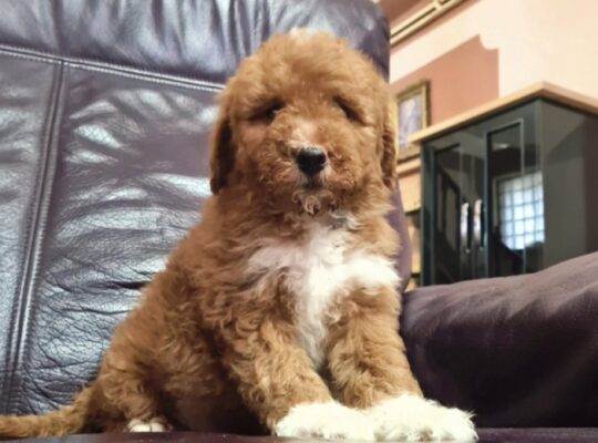 Labradoodle F1b preslatki štenci