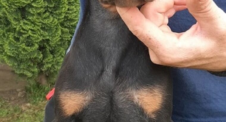 Doberman štenci