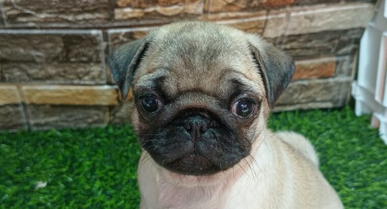 Mops žensko štene 