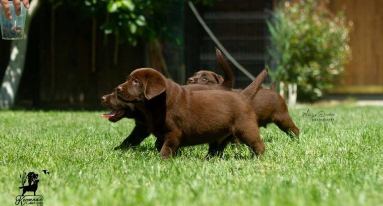 Čokoladni Labrador Retriver štenci