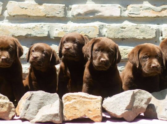 Čokoladni Labrador Retriver štenci