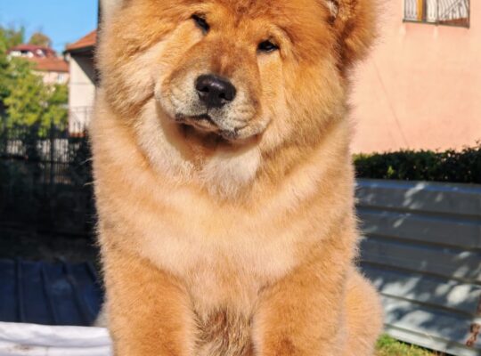 Chow chow crveni štenci