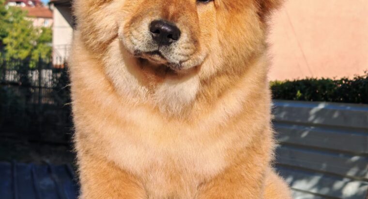 Chow chow crveni štenci