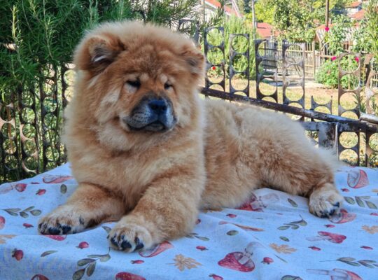Chow chow crveni štenci