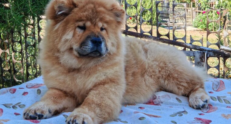 Chow chow crveni štenci