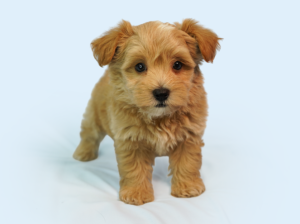 The Maltipoo is a great companion dog: