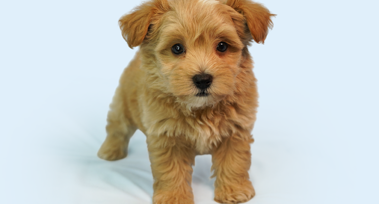 The Maltipoo is a great companion dog: