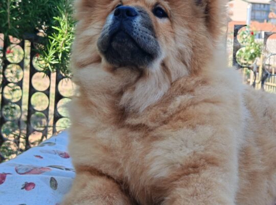 Chow chow crveni štenci
