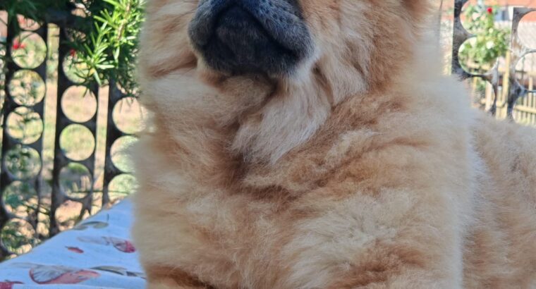 Chow chow crveni štenci