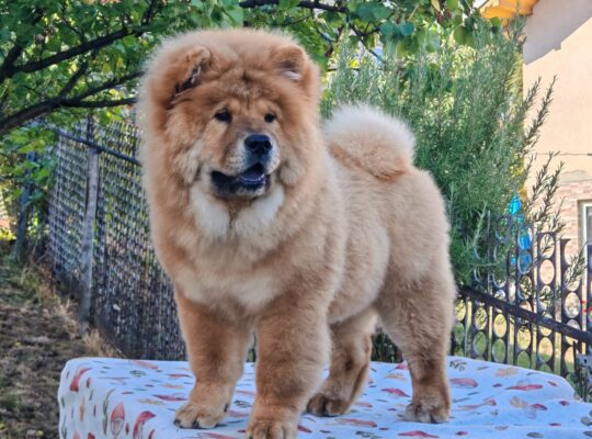 Chow chow crveni štenci