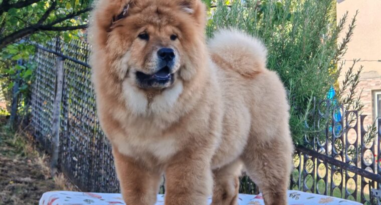 Chow chow crveni štenci