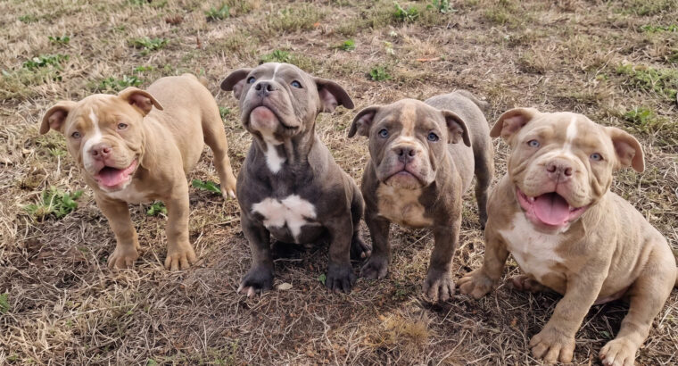 EXOTIC BULLY ŠTENCI