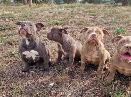 EXOTIC BULLY ŠTENCI