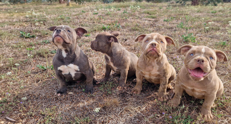 EXOTIC BULLY ŠTENCI