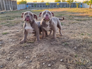 American EXOTIC BULLY