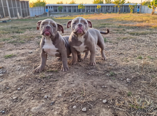 American EXOTIC BULLY