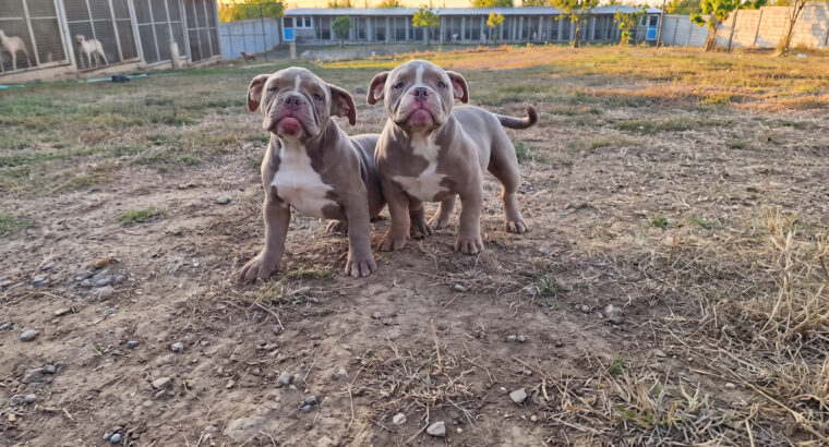 American EXOTIC BULLY
