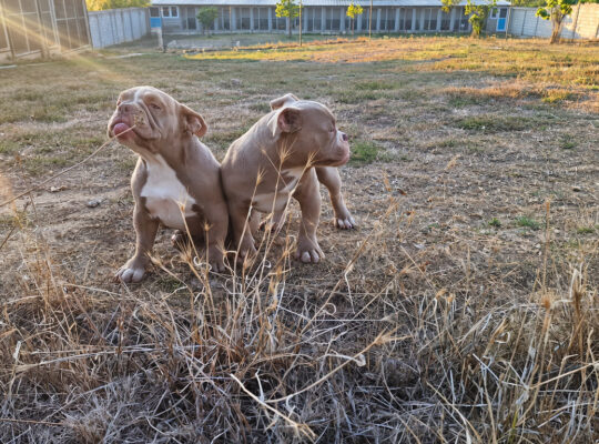 American EXOTIC BULLY