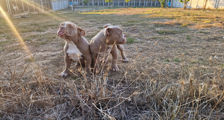 American EXOTIC BULLY