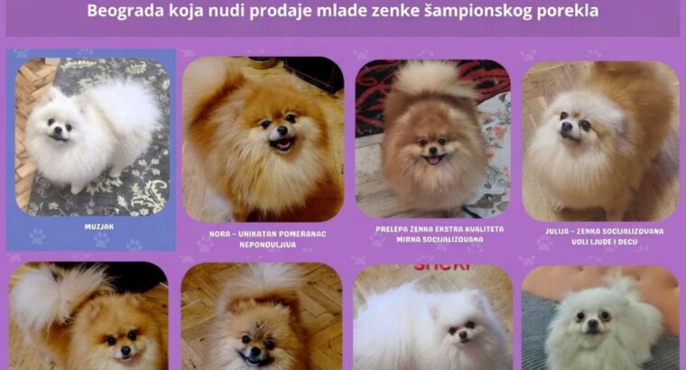 Renomirana odgajivačnica pomeranaca prodaje ženke