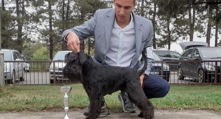 Patuljasti šnaucer štenci