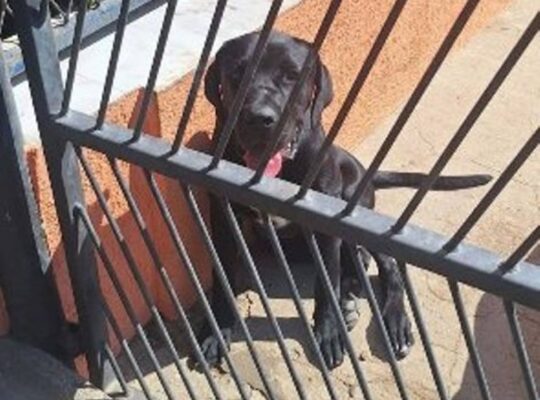 Cane Corso mlad pas