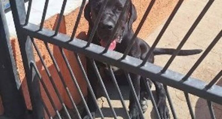 Cane Corso mlad pas
