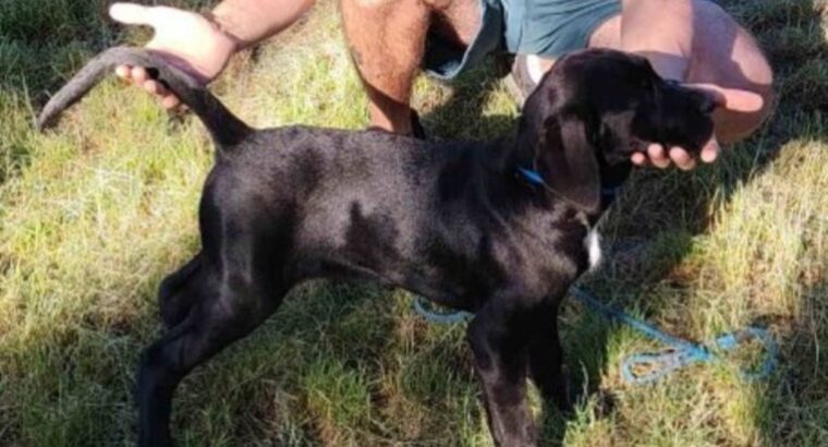 Cane Corso mlad pas