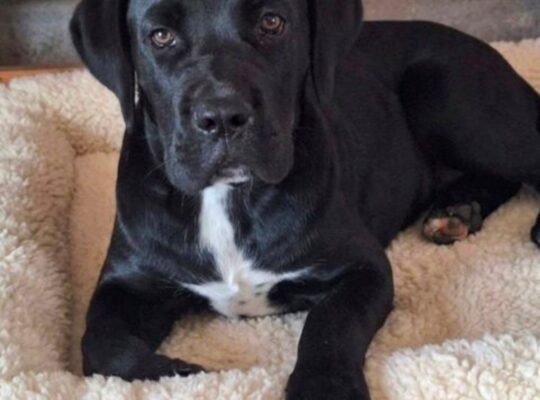 Cane Corso mlad pas