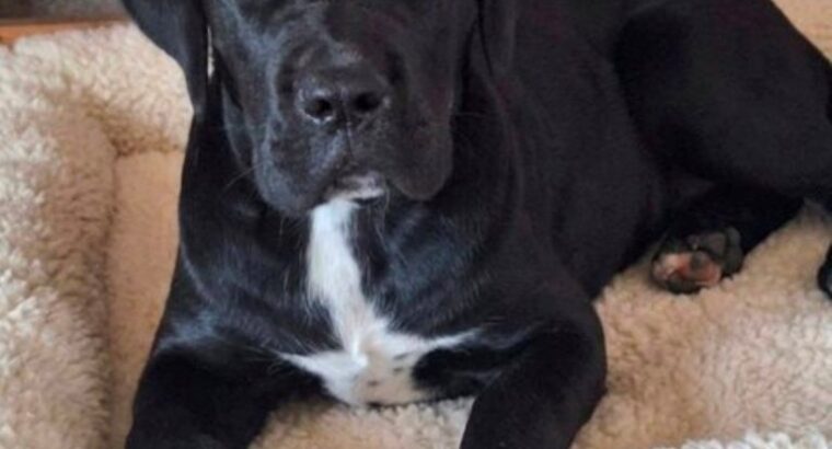 Cane Corso mlad pas