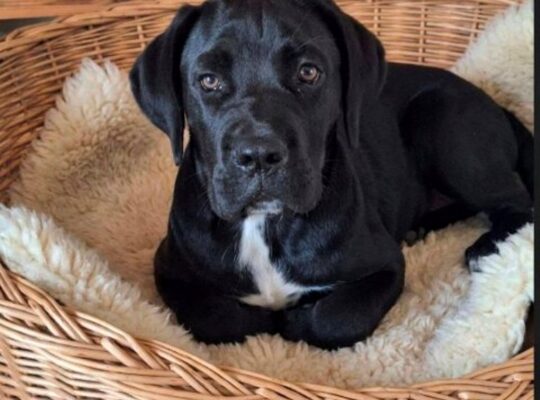 Cane Corso mlad pas