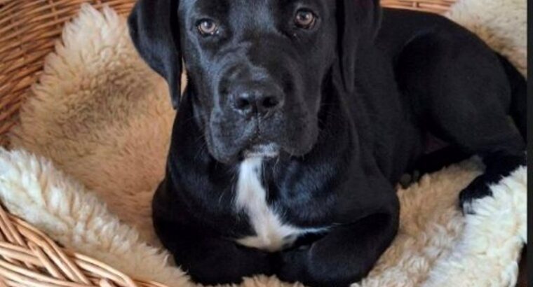 Cane Corso mlad pas