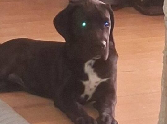 Cane Corso mlad pas