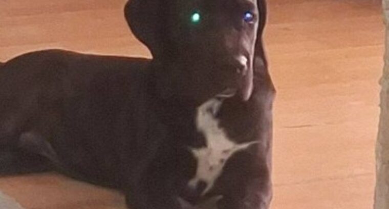 Cane Corso mlad pas